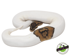 pied ball python for sale, buy reptiles online