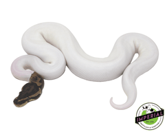 pied ball python for sale, buy reptiles online