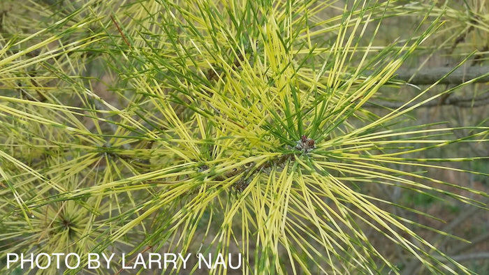 - Pinus densiflora 'Cesarini Variegated' Variegated Japanese Red Pine Tree - Mr Maple │ Buy Japanese Maple Trees