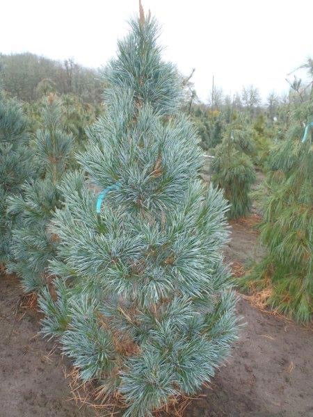 - Pinus flexilis 'Vanderwolf’s Pyramid' Blue Limber Pine - Mr Maple │ Buy Japanese Maple Trees