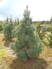 - Pinus flexilis 'Vanderwolf’s Pyramid' Blue Limber Pine - Mr Maple │ Buy Japanese Maple Trees