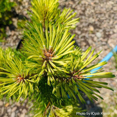 - Pinus mugo 'Misty’ Dwarf Mountain Pine Tree - Mr Maple │ Buy Japanese Maple Trees