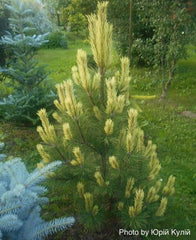 - Pinus mugo 'Misty’ Dwarf Mountain Pine Tree - Mr Maple │ Buy Japanese Maple Trees