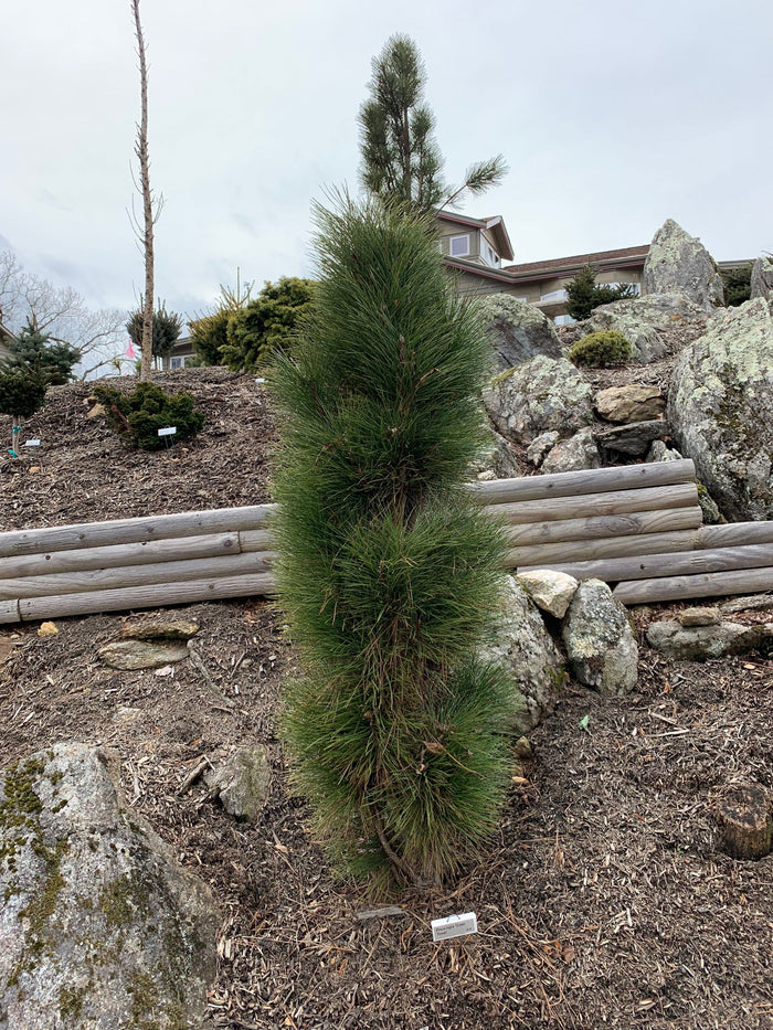 - Pinus nigra 'Green Tower' Columnar Austrian Black Pine Tree - Mr Maple │ Buy Japanese Maple Trees