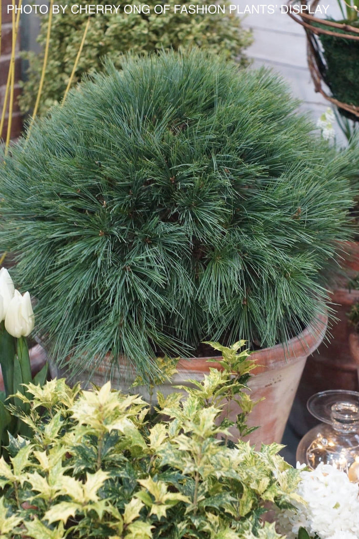 - Pinus strobus 'Blue Shag' Dwarf White Pine Tree - Mr Maple │ Buy Japanese Maple Trees