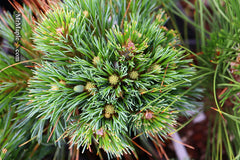 - Pinus strobus 'Blue Shag' Dwarf White Pine Tree - Mr Maple │ Buy Japanese Maple Trees