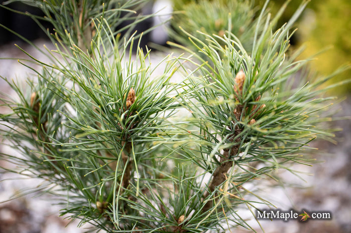 - Pinus strobus 'Diggy' Dwarf White Pine Tree - Mr Maple │ Buy Japanese Maple Trees