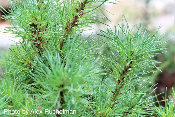 - Pinus strobus 'Diggy' Dwarf White Pine Tree - Mr Maple │ Buy Japanese Maple Trees
