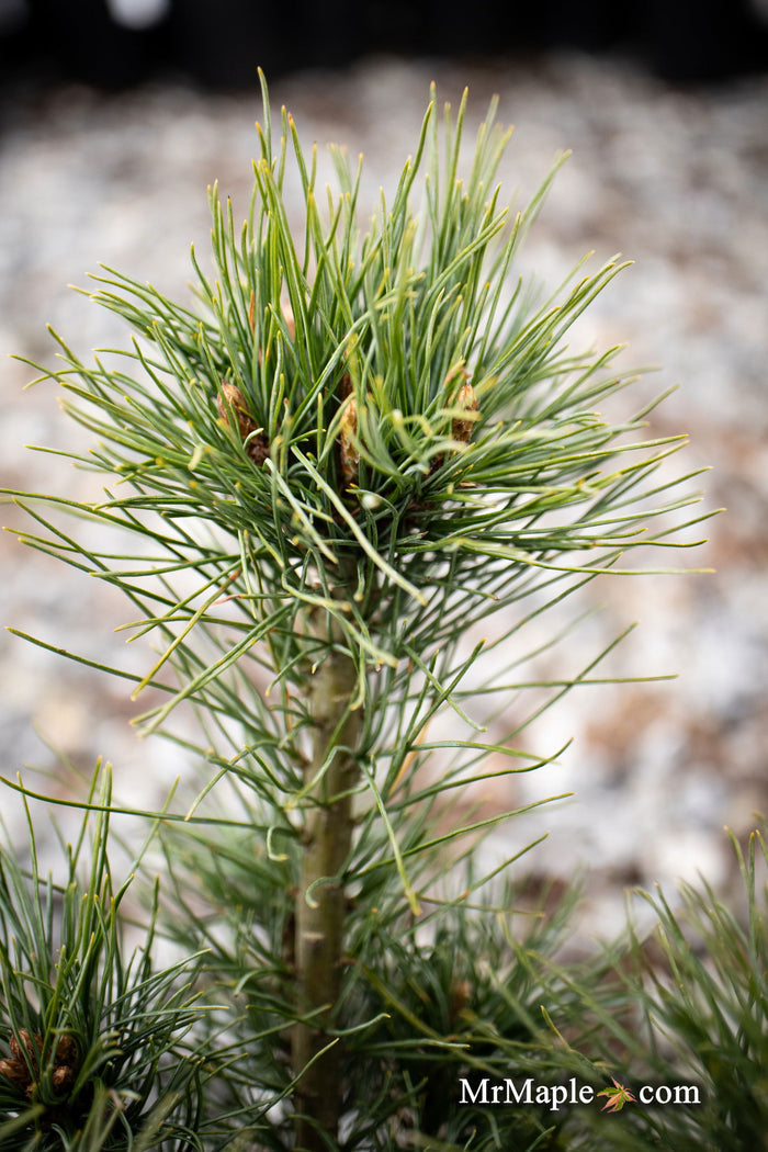 - Pinus strobus 'Diggy' Dwarf White Pine Tree - Mr Maple │ Buy Japanese Maple Trees