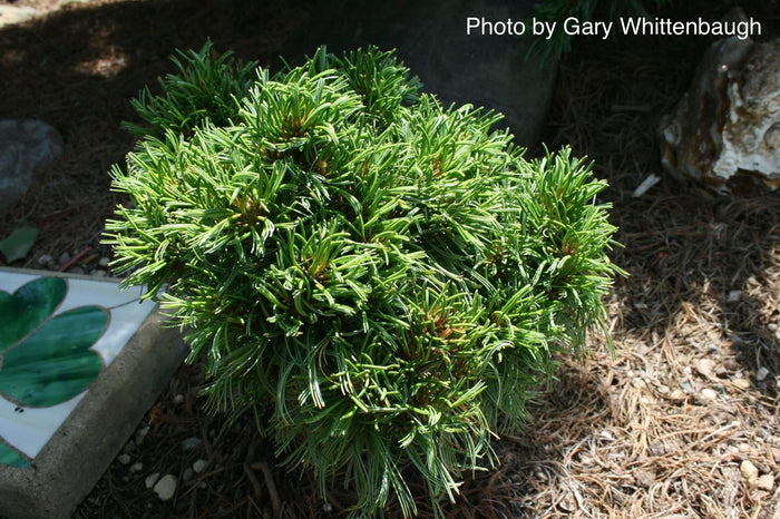 - Pinus strobus 'Green Twist' Dwarf White Pine - Mr Maple │ Buy Japanese Maple Trees