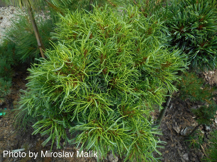 - Pinus strobus 'Green Twist' Dwarf White Pine - Mr Maple │ Buy Japanese Maple Trees