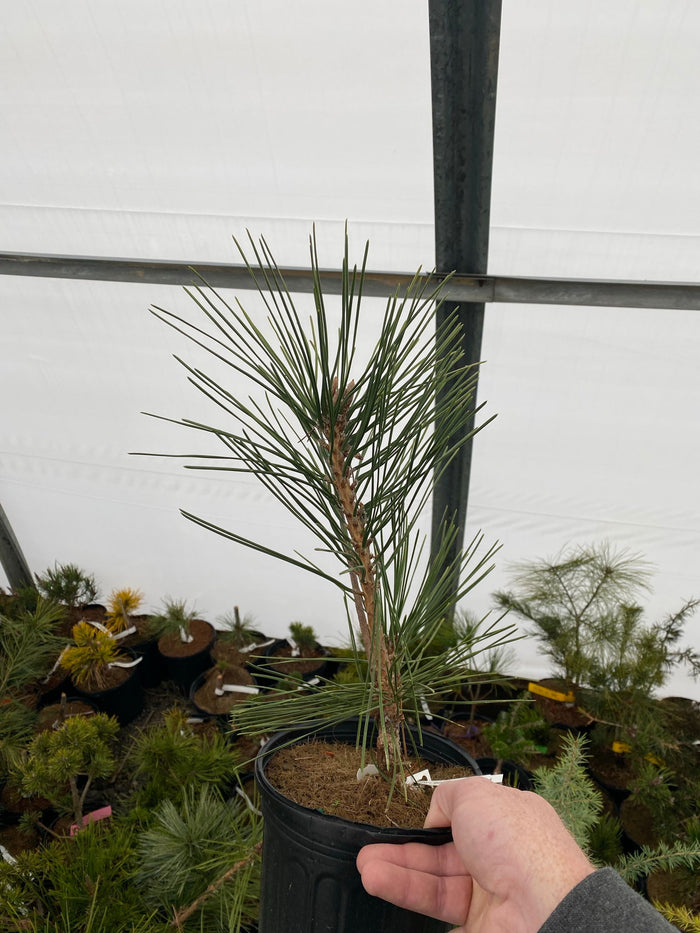 - Pinus thunbergii 'Koshimura' Cork Bark Japanese Black Pine - Mr Maple │ Buy Japanese Maple Trees