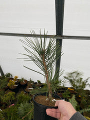 - Pinus thunbergii 'Koshimura' Cork Bark Japanese Black Pine - Mr Maple │ Buy Japanese Maple Trees