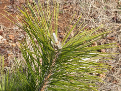 - Pinus thunbergii 'Koshimura' Cork Bark Japanese Black Pine - Mr Maple │ Buy Japanese Maple Trees