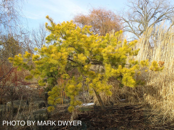 - Pinus virginiana 'Wate’s Golden Broom' Winter Yellow Virginia Pine - Mr Maple │ Buy Japanese Maple Trees