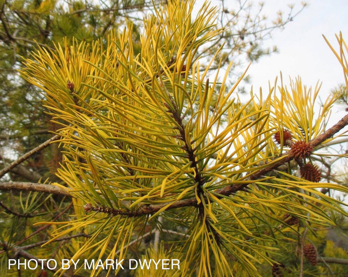 - Pinus virginiana 'Wate’s Golden Broom' Winter Yellow Virginia Pine - Mr Maple │ Buy Japanese Maple Trees