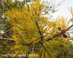 - Pinus virginiana 'Wate’s Golden Broom' Winter Yellow Virginia Pine - Mr Maple │ Buy Japanese Maple Trees