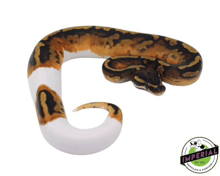 yellowbelly pied ball python for sale, buy reptiles online