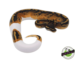 yellowbelly pied ball python for sale, buy reptiles online