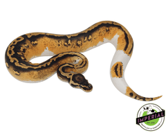yellowbelly pied ball python for sale, buy reptiles online