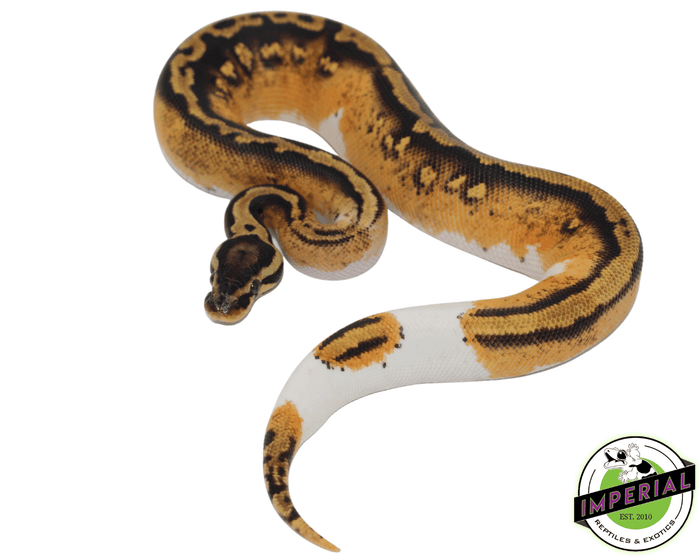 yellowbelly pied ball python for sale, buy reptiles online