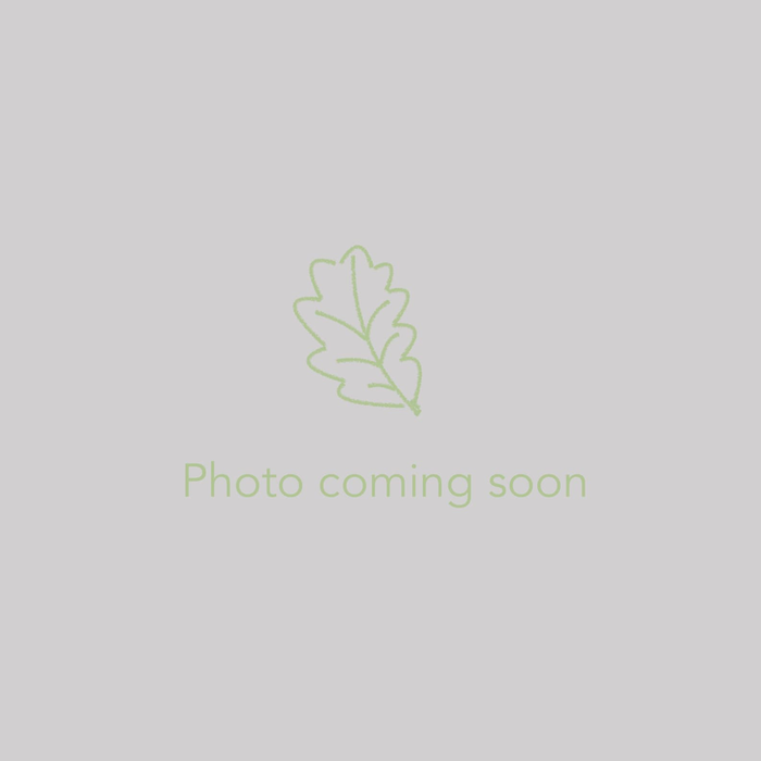 Quercus alba, Eastern White Oak