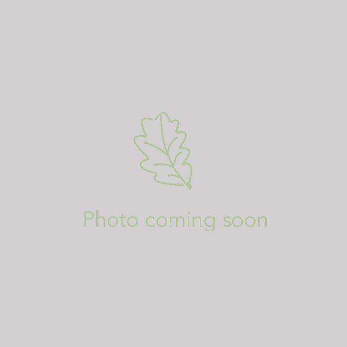 Trees ~ Quercus chrysolepis, Canyon Live Oak ~ Dancing Oaks Nursery and Gardens ~ Retail Nursery ~ Mail Order Nursery