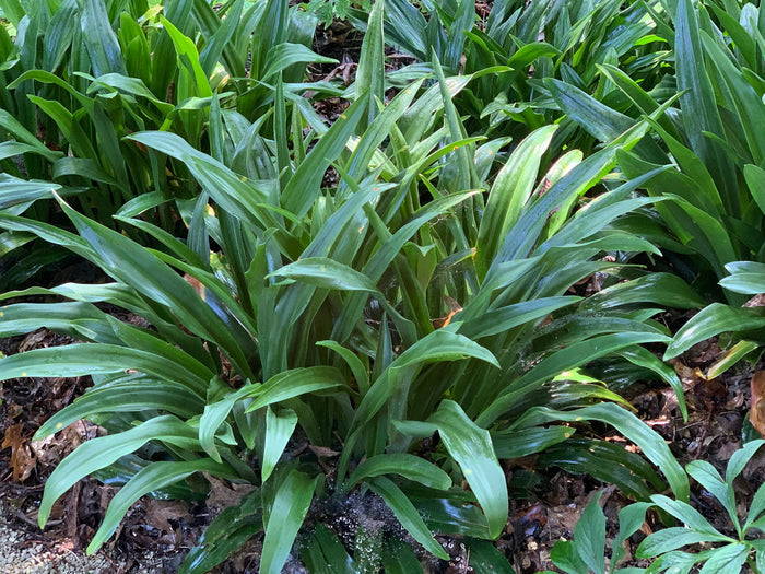 - Rohdea japonica Omoto Sacred Lily - Mr Maple │ Buy Japanese Maple Trees