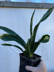 - Rohdea japonica 'Washit aka kuma' Variegated Omoto Sacred Lily - Mr Maple │ Buy Japanese Maple Trees