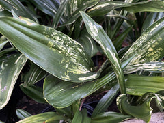 - Rohdea japonica 'Washit aka kuma' Variegated Omoto Sacred Lily - Mr Maple │ Buy Japanese Maple Trees
