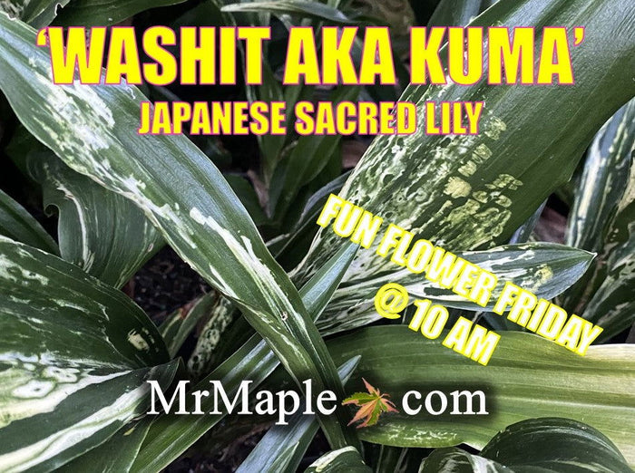 - Rohdea japonica 'Washit aka kuma' Variegated Omoto Sacred Lily - Mr Maple │ Buy Japanese Maple Trees