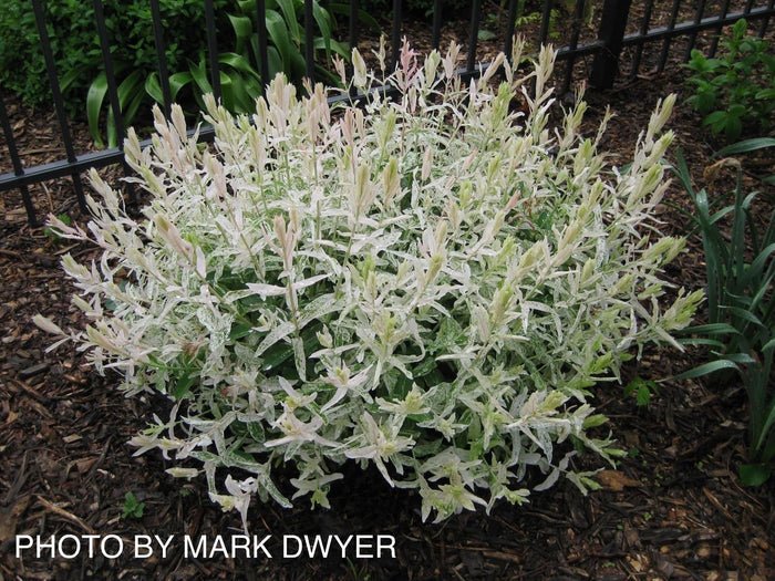- Salix 'Hakuro nishiki' Variegated Willow Tree - Mr Maple │ Buy Japanese Maple Trees