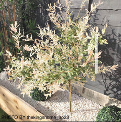 - Salix 'Hakuro nishiki' Variegated Willow Tree - Mr Maple │ Buy Japanese Maple Trees