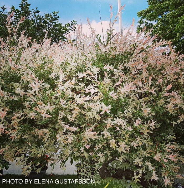 - Salix 'Hakuro nishiki' Variegated Willow Tree - Mr Maple │ Buy Japanese Maple Trees