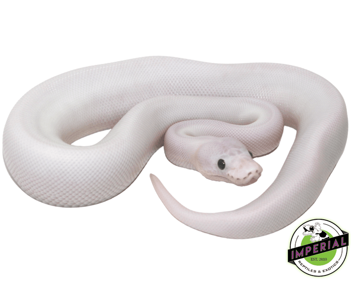 super fire spider black eye lucy ball python for sale, buy reptiles online