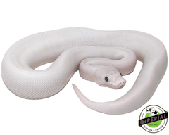 super fire spider black eye lucy ball python for sale, buy reptiles online