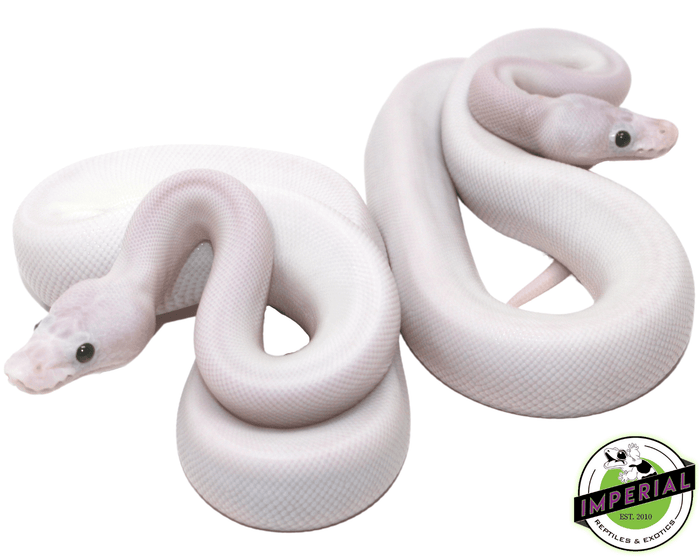 super fire spider black eye lucy ball python for sale, buy reptiles online
