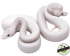 super fire spider black eye lucy ball python for sale, buy reptiles online