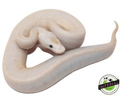 super fire spider black eye lucy ball python for sale, buy reptiles online