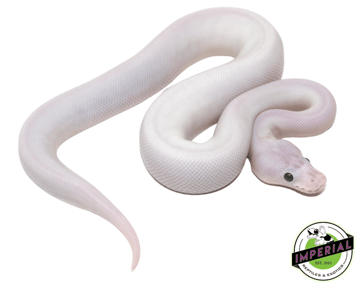 super fire spider black eye lucy ball python for sale, buy reptiles online