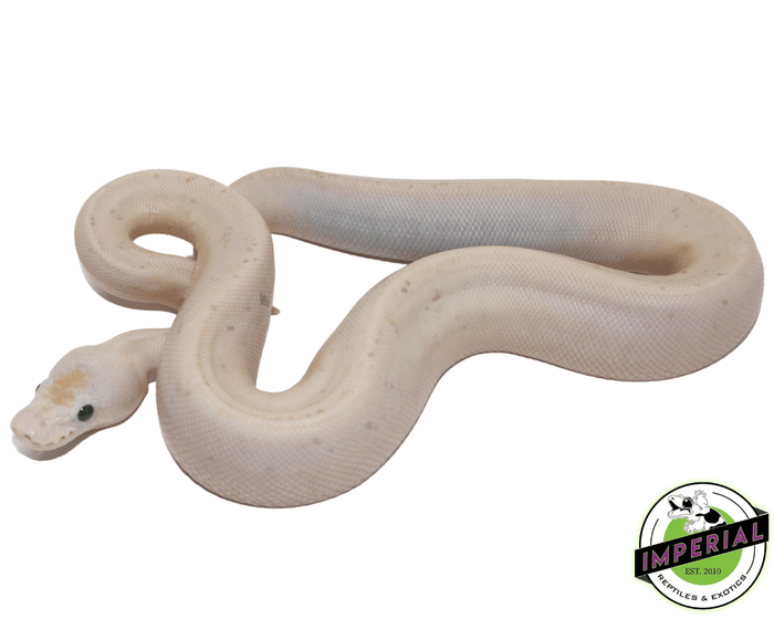 super fire spider black eye lucy ball python for sale, buy reptiles online