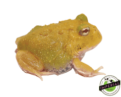 egg yolk pacman frog for sale, buy amphibians online