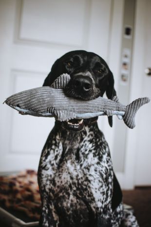 Tall Tails Crunchy Shark Toy for Dogs (14")