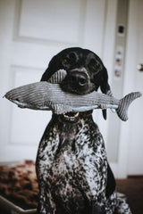Tall Tails Crunchy Shark Toy for Dogs (14")
