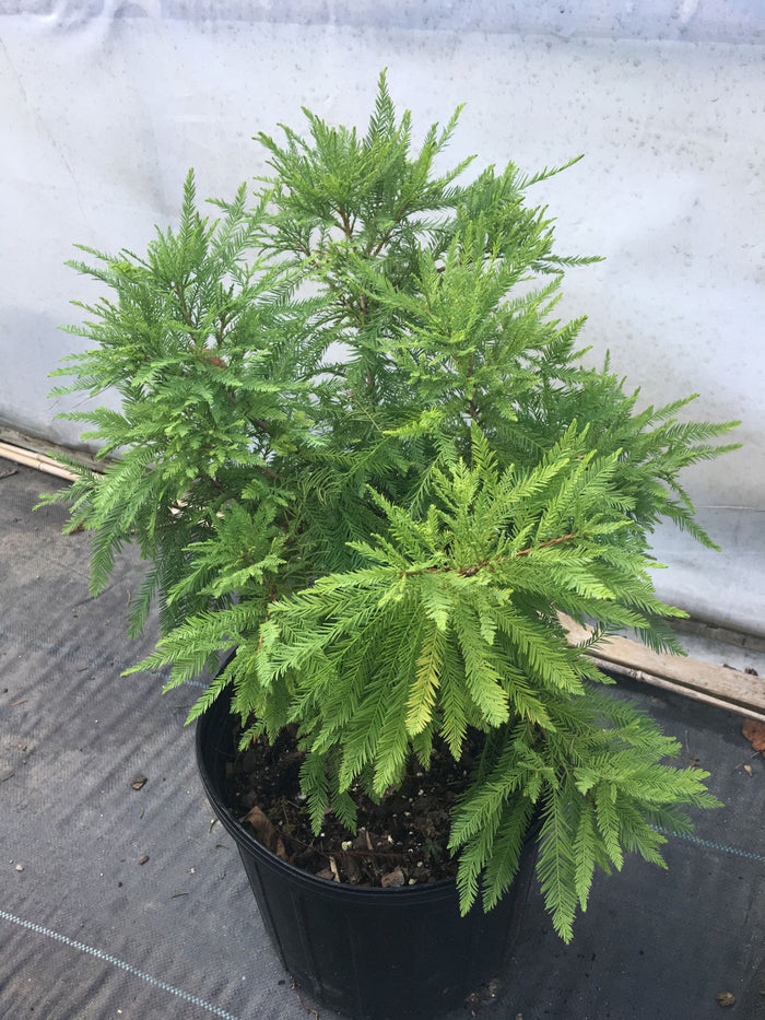 - TAXODIUM DISTICHUM 'CAVE HILL' DWARF BALD CYPRESS - Mr Maple │ Buy Japanese Maple Trees