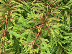 Taxodium distichum 'Gee Whiz' Dwarf Bald Cypress - Mr Maple │ Buy Japanese Maple Trees