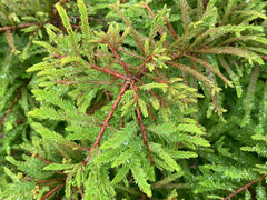 Taxodium distichum 'Gee Whiz' Dwarf Bald Cypress - Mr Maple │ Buy Japanese Maple Trees