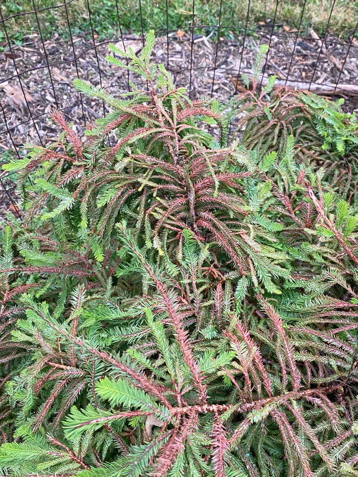 Taxodium distichum 'Gee Whiz' Dwarf Bald Cypress - Mr Maple │ Buy Japanese Maple Trees