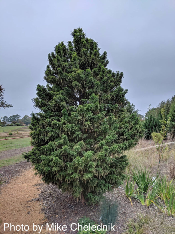 TAXODIUM DISTICHUM 'JIM'S LITTLE GUY' DWARF BALD CYPRESS - Mr Maple │ Buy Japanese Maple Trees