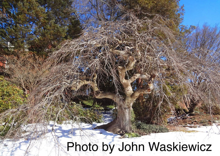 Ulmus glabra 'Camperdownii' Weeping Camperdown Umbrella Elm - Mr Maple │ Buy Japanese Maple Trees